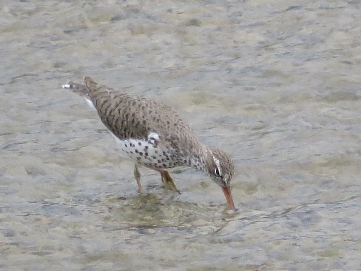 Spotted Sandpiper - ML619003277