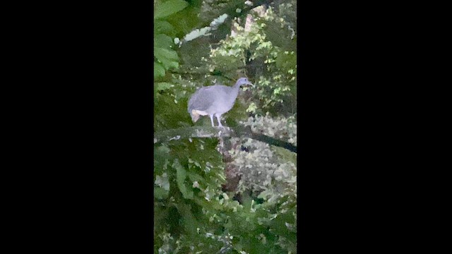 Gray Tinamou - ML619003284