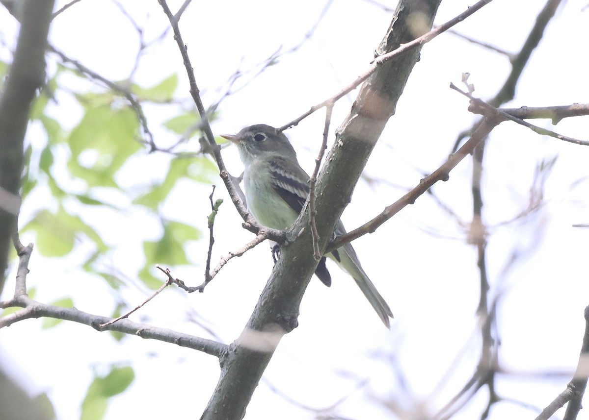 Least Flycatcher - Stephen Taylor