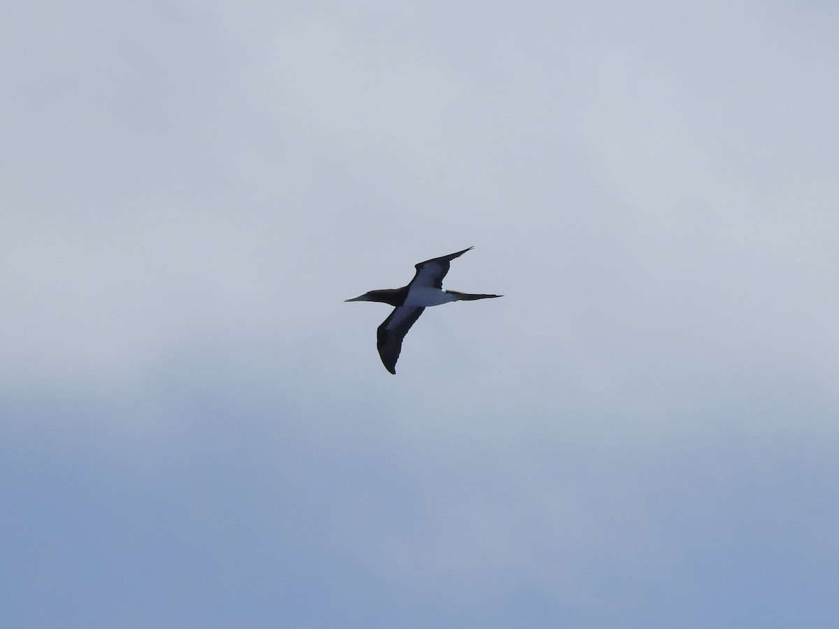 Brown Booby - ML619003333