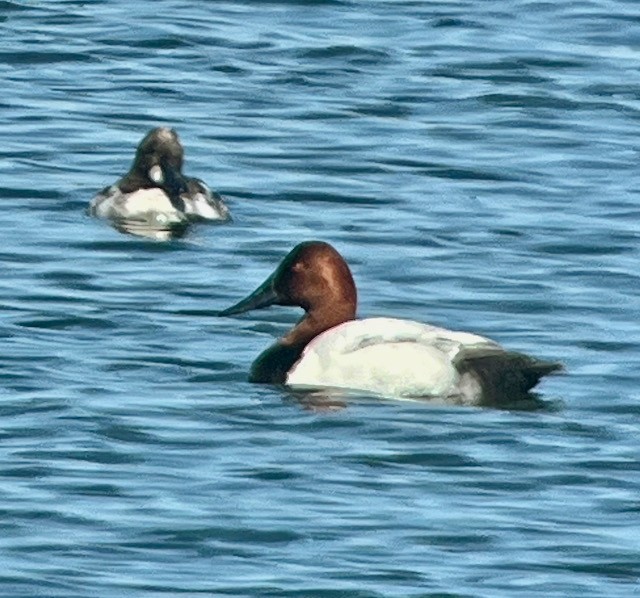 Canvasback - Jeri Langham