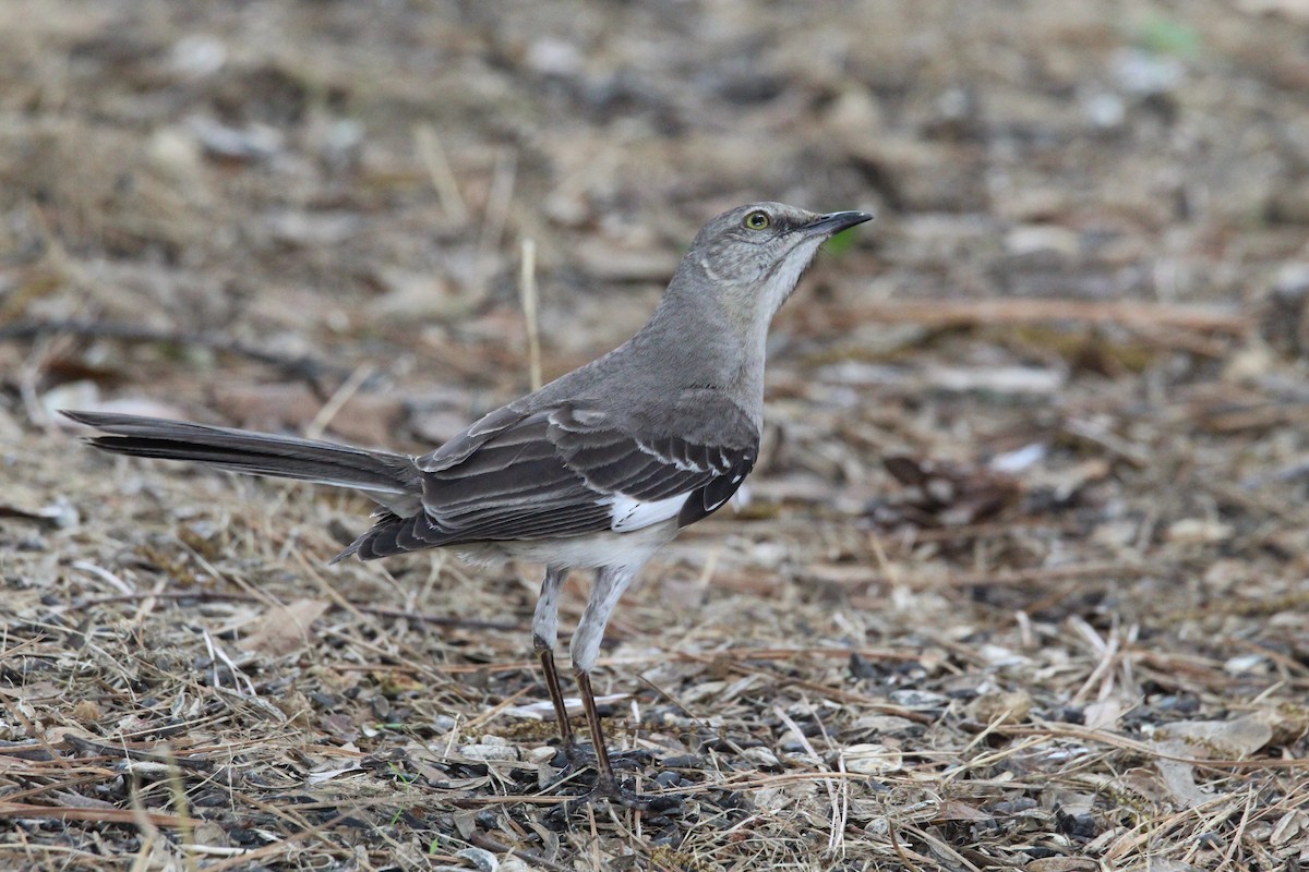 Northern Mockingbird - George Dokes