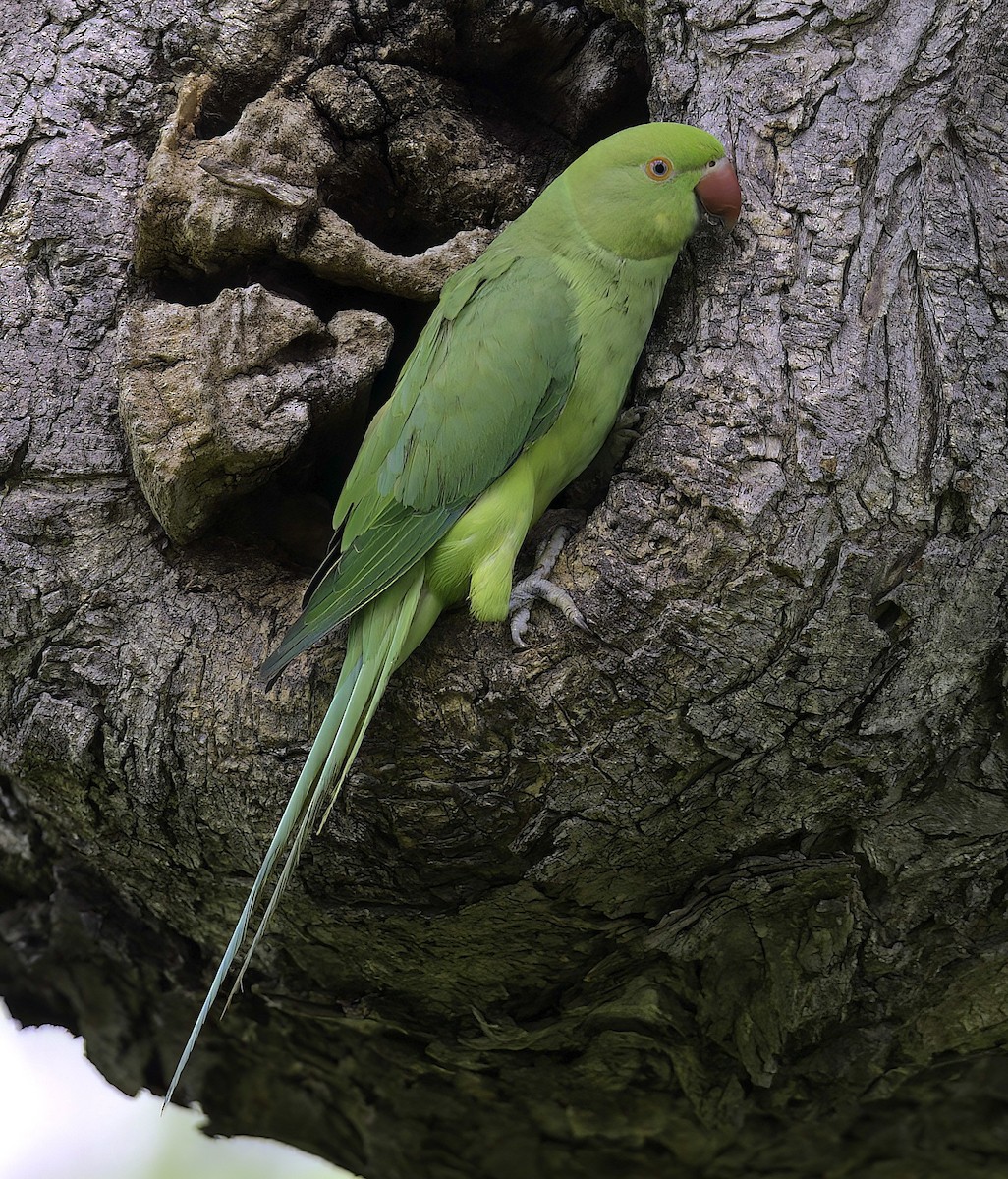 Rose-ringed Parakeet - Mandy Talpas -Hawaii Bird Tours