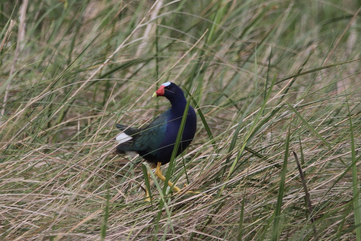 Purple Gallinule - Stephanie  Wallace