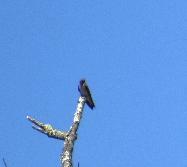 Northern Rough-winged Swallow - Jim Wilkinson