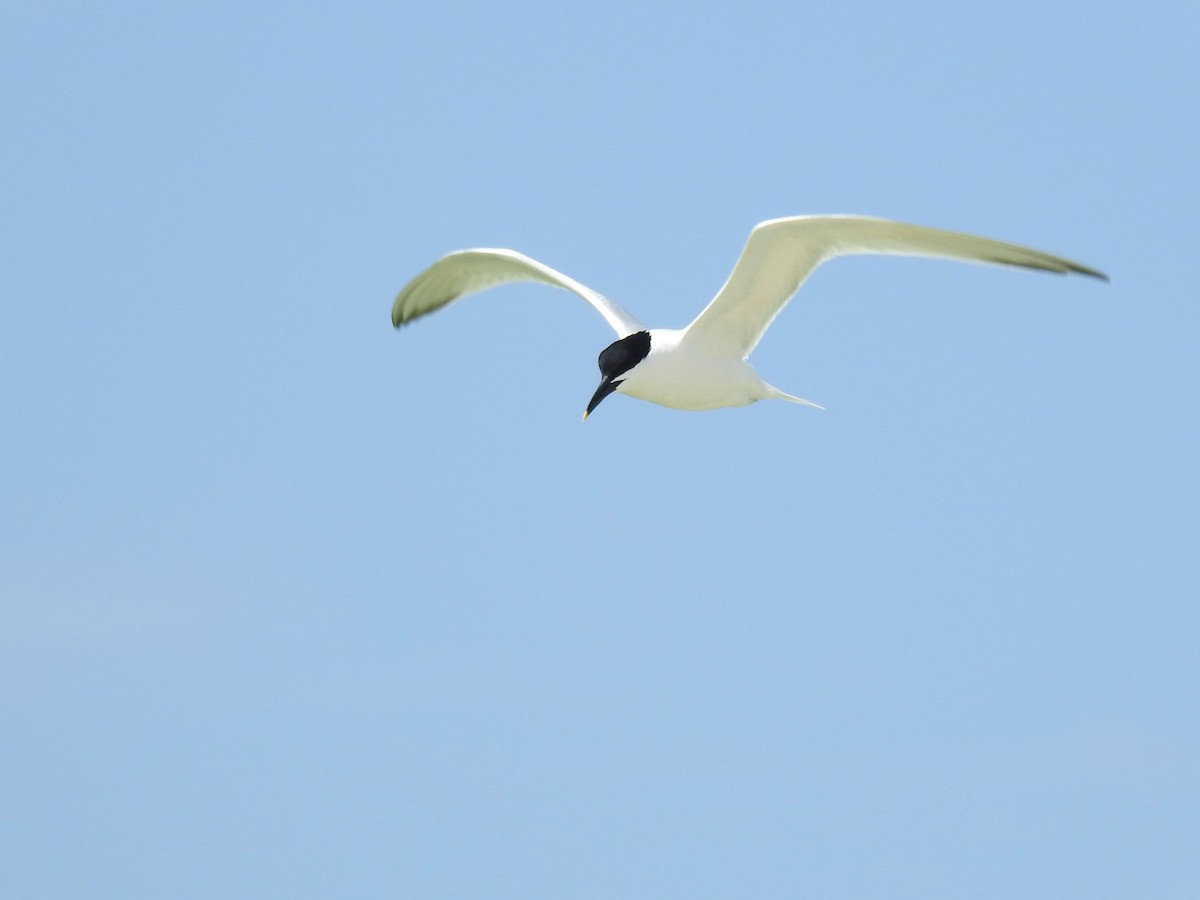 Sandwich Tern (Cabot's) - Caden Williams