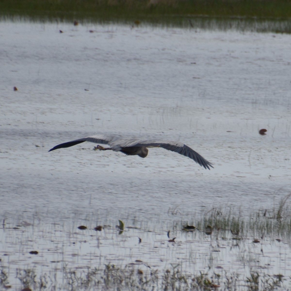 Great Blue Heron - Tracy Datlen