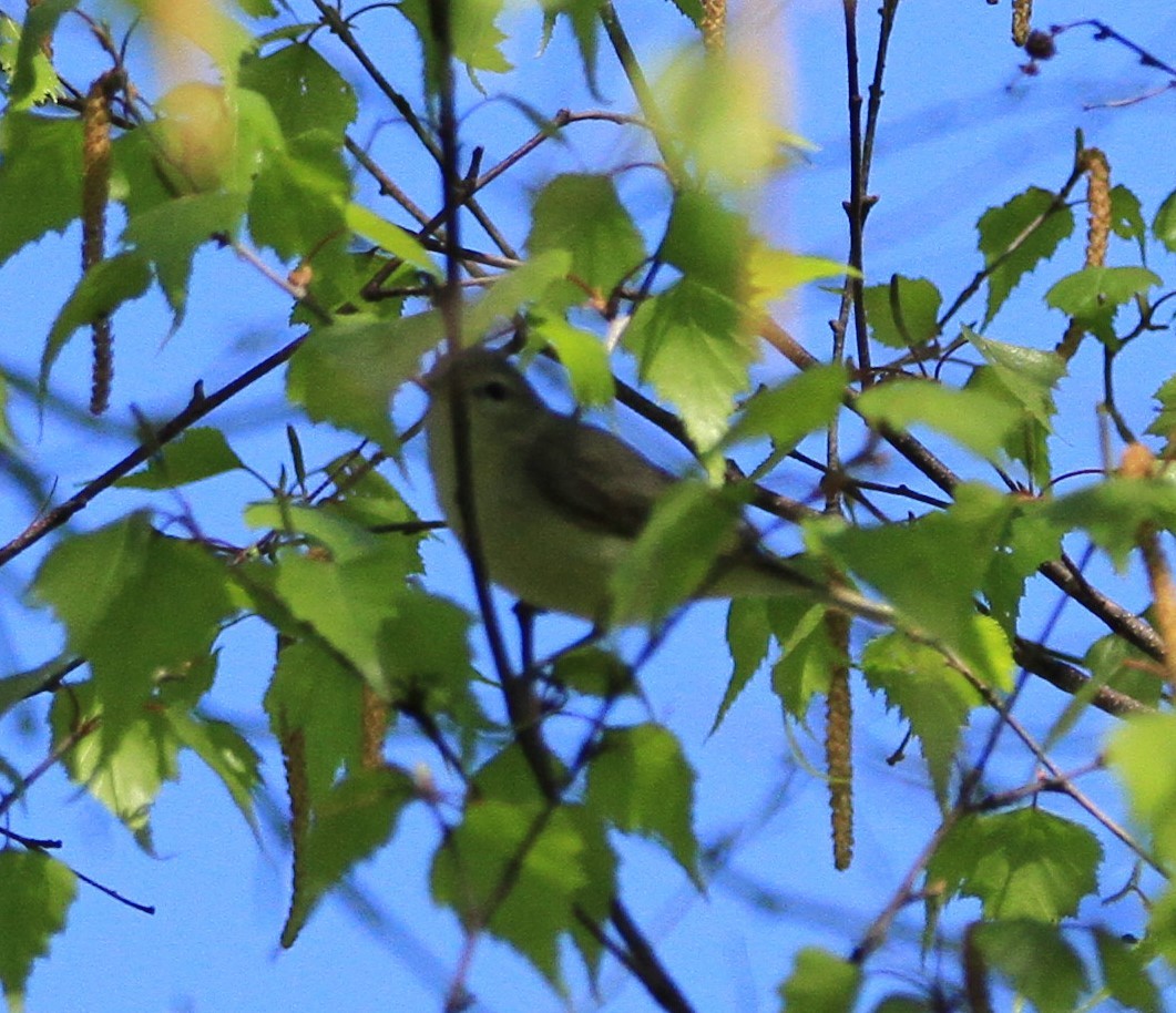 Red-eyed Vireo - ML619003453