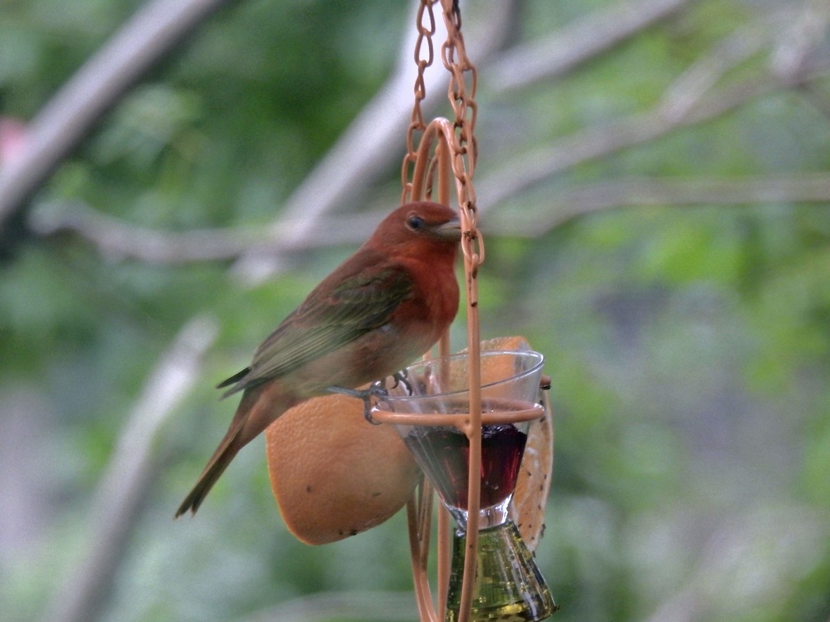 Summer Tanager - ML619003465