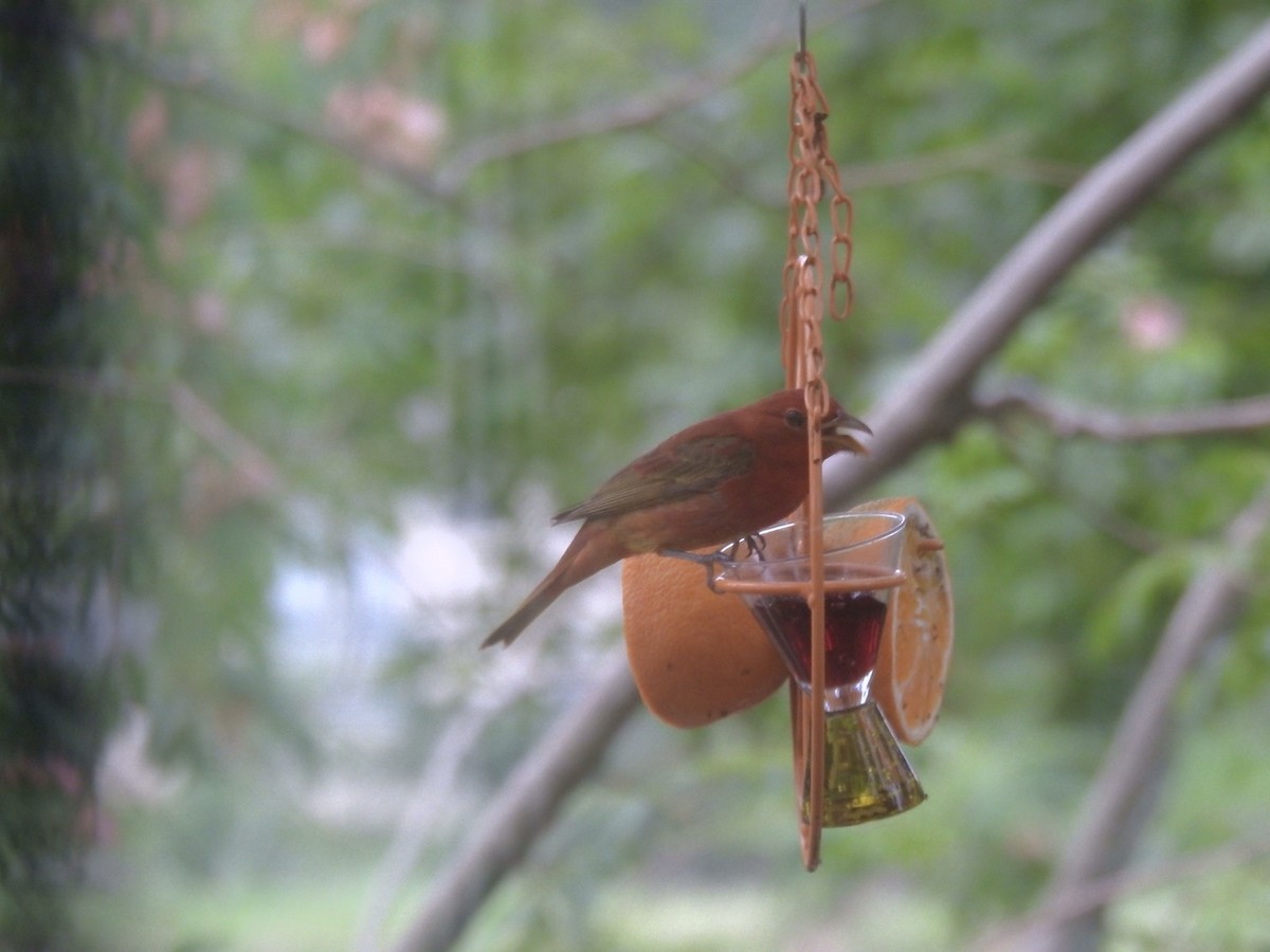 Summer Tanager - ML619003467