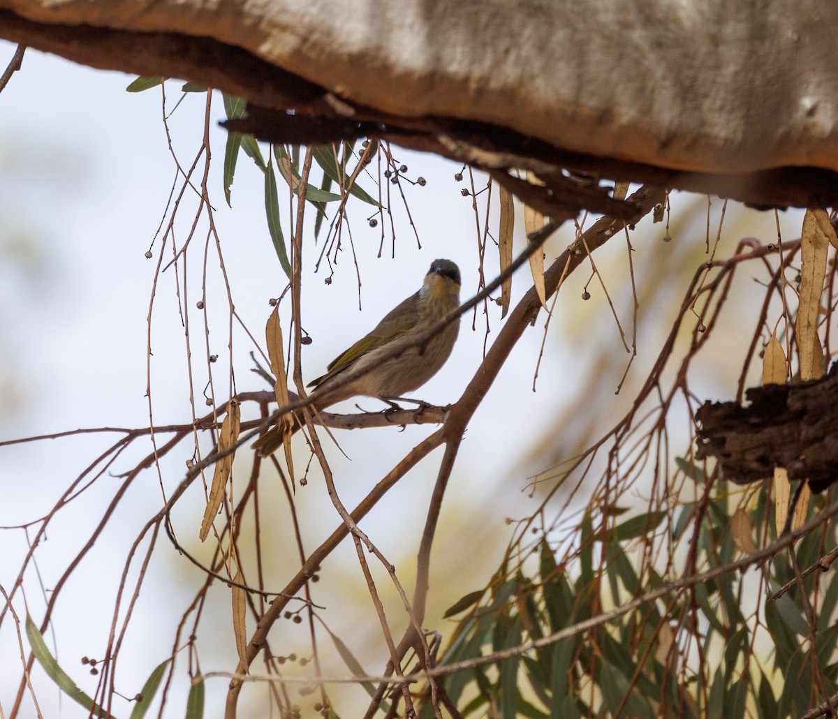 Singing Honeyeater - Paul Rankin