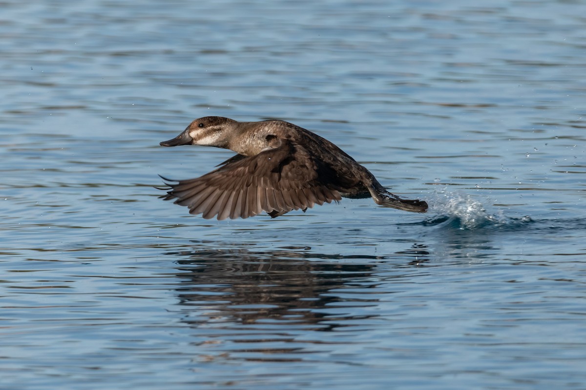 Ruddy Duck - ML619003482