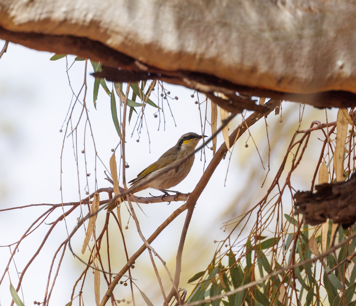 Singing Honeyeater - Paul Rankin