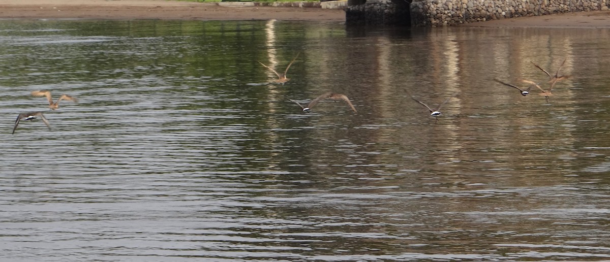 Hudsonian Godwit - ML619003504