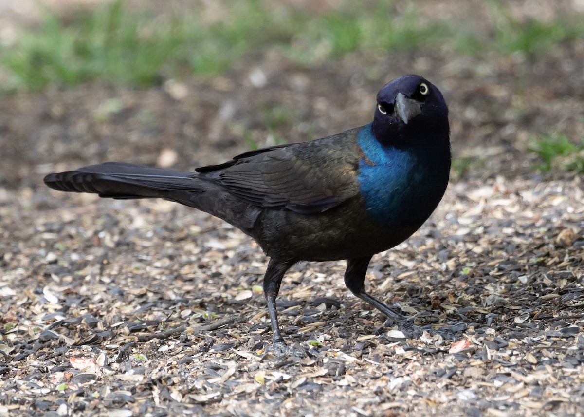 Common Grackle - Jean Crépeau