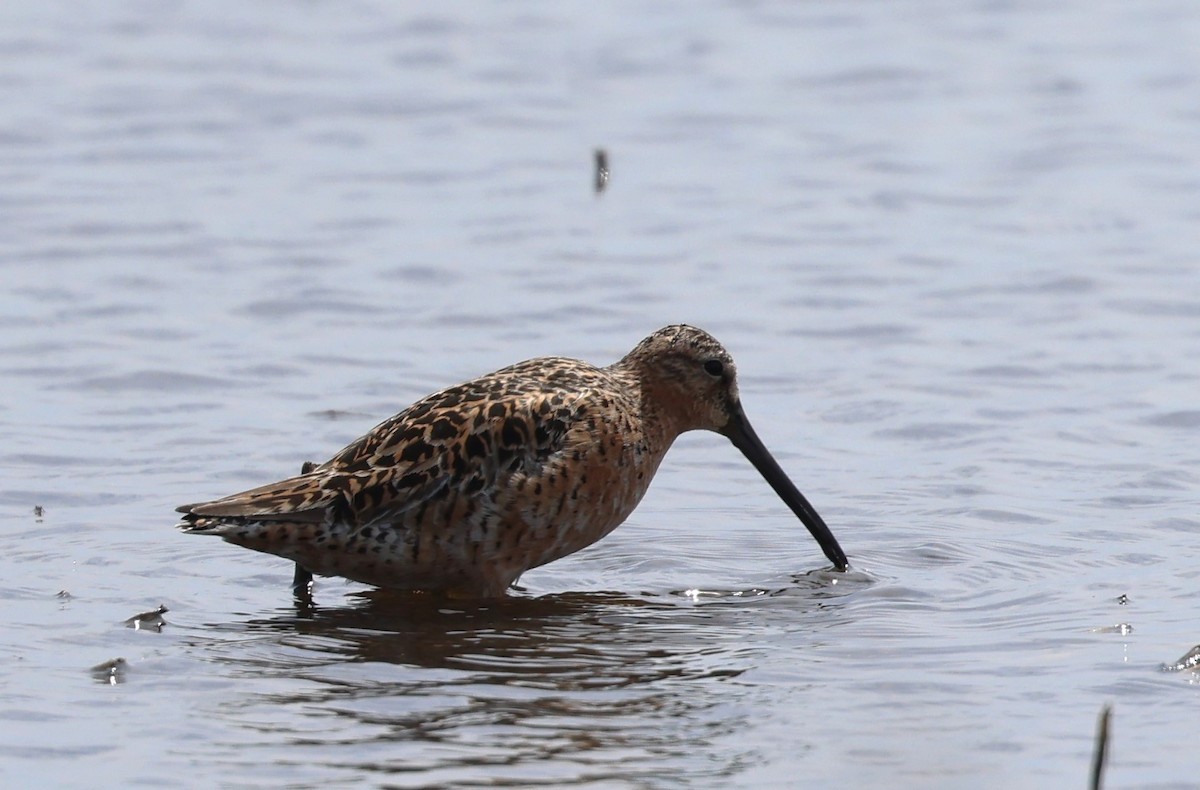 Short-billed Dowitcher - Vicky Sroczynski