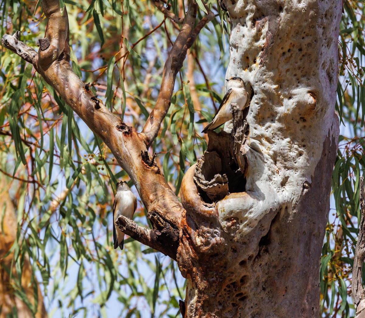 Tree Martin - ML619003548