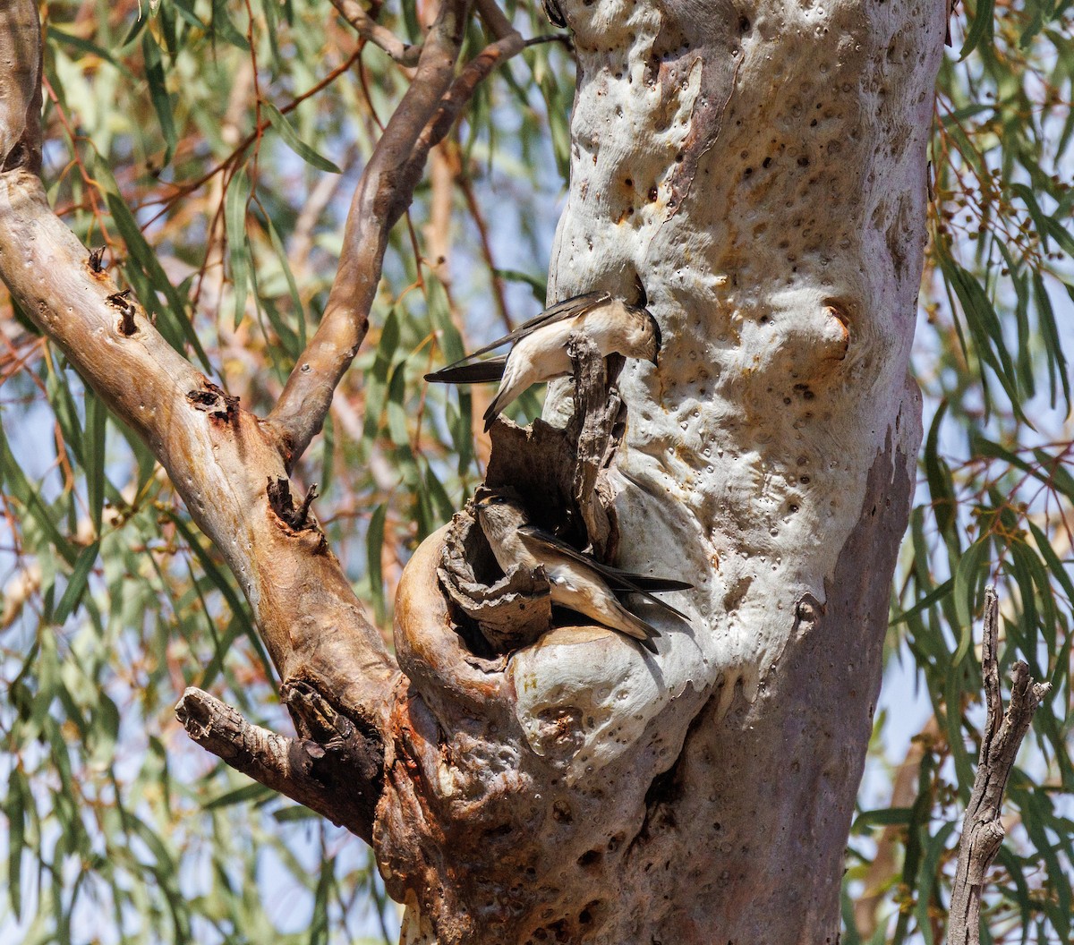 Tree Martin - ML619003550