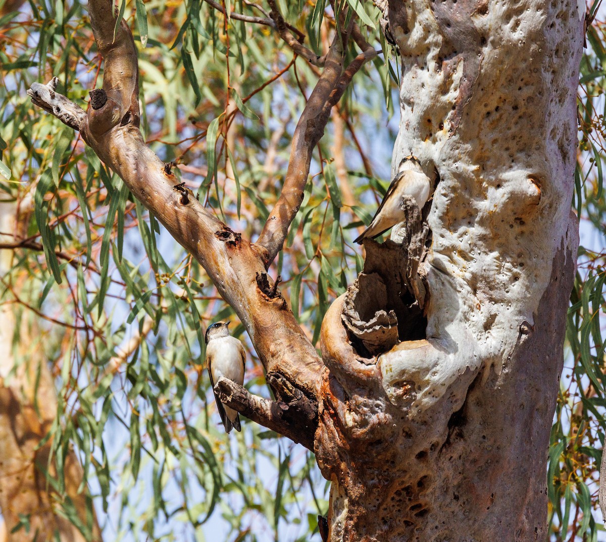 Tree Martin - ML619003552