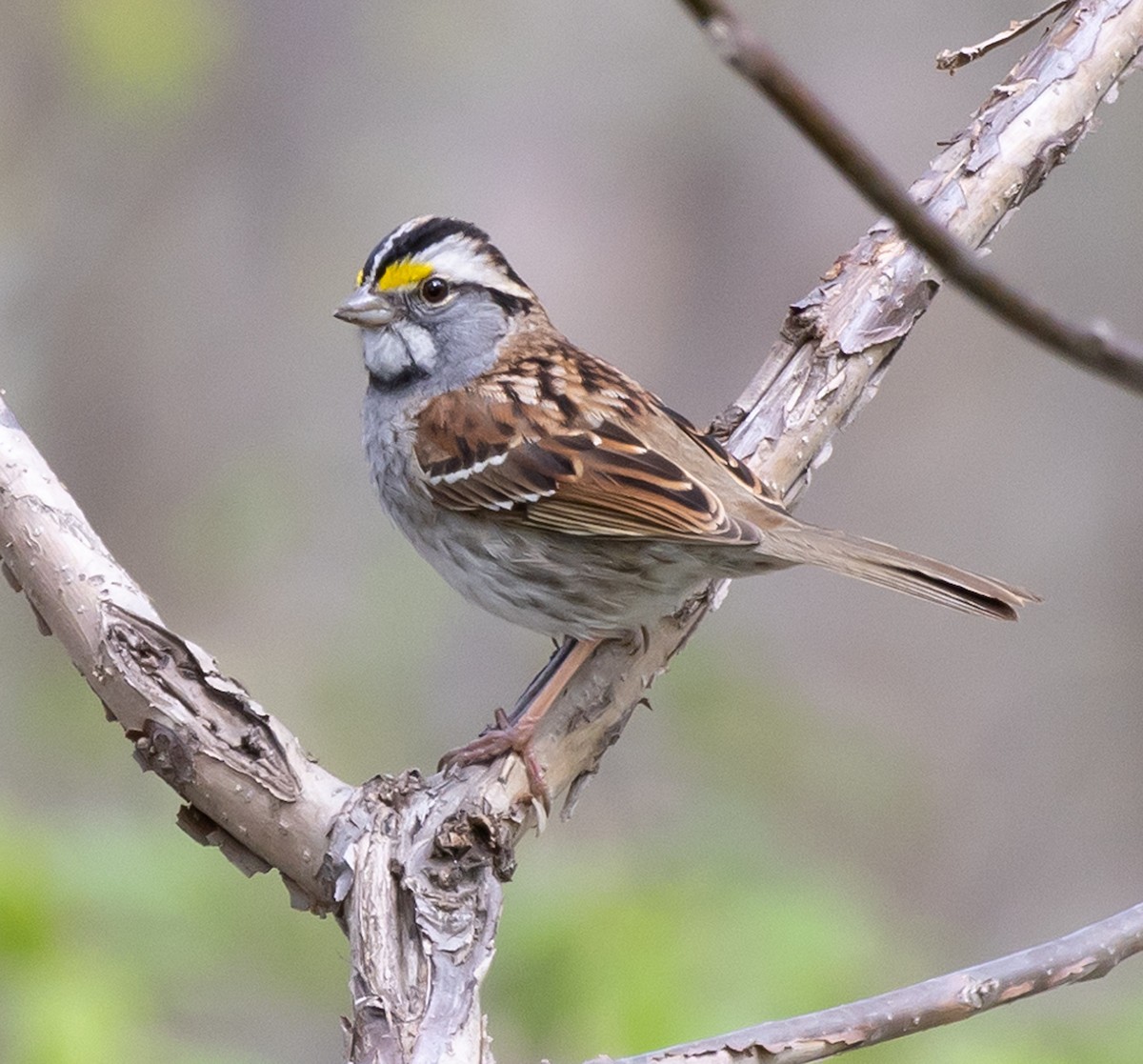 White-throated Sparrow - Jean Crépeau