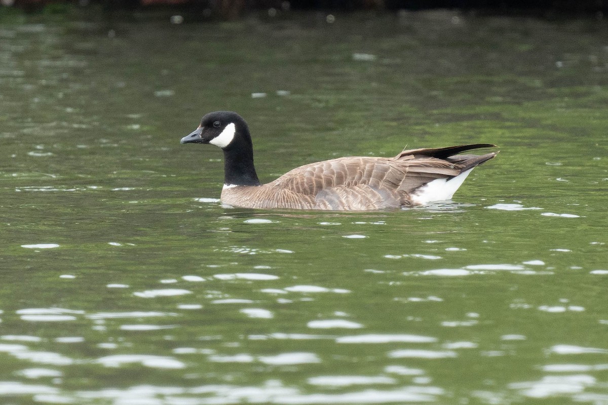 Cackling Goose - ML619003568