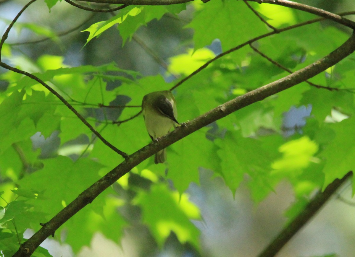 Red-eyed Vireo - ML619003576