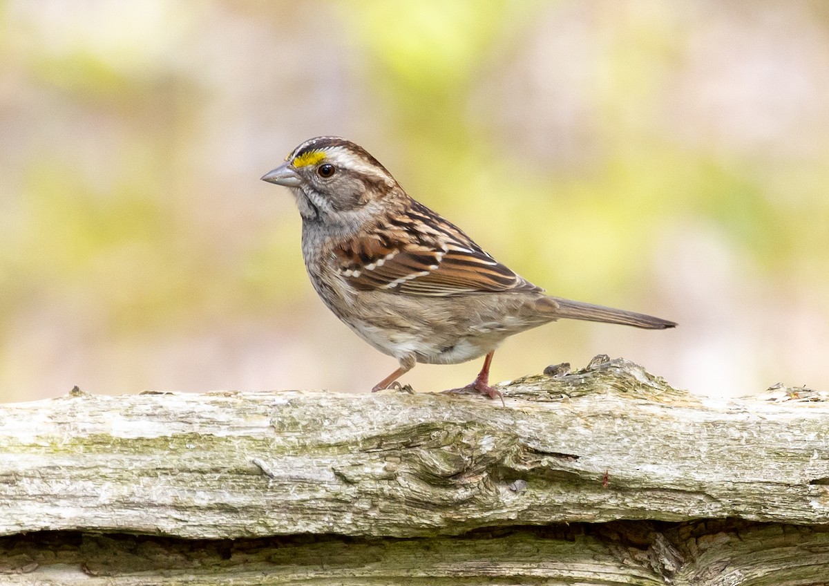 White-throated Sparrow - Jean Crépeau