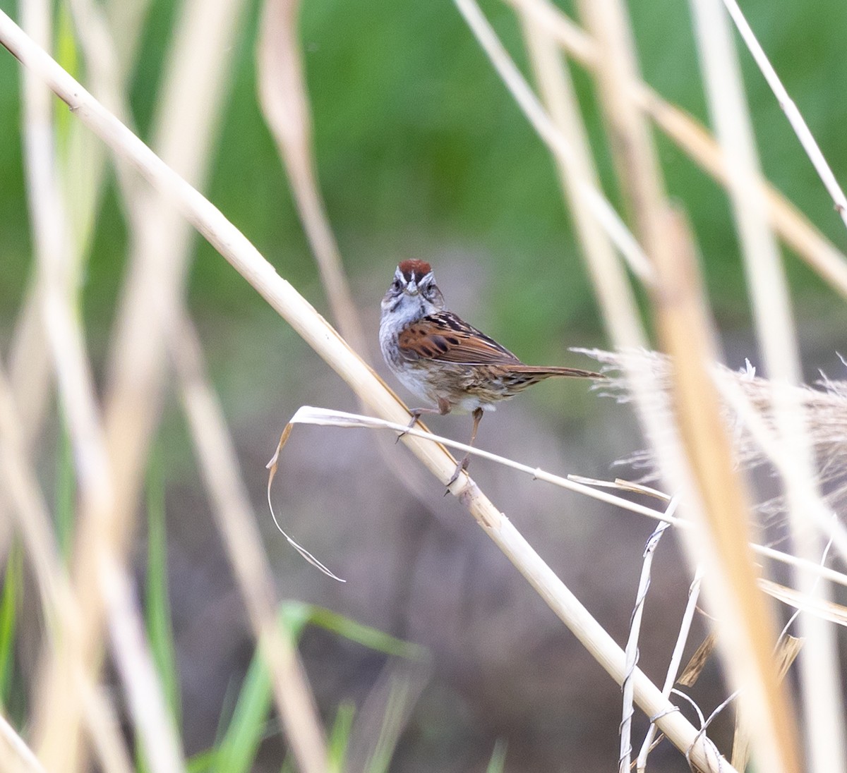 Swamp Sparrow - Jean Crépeau