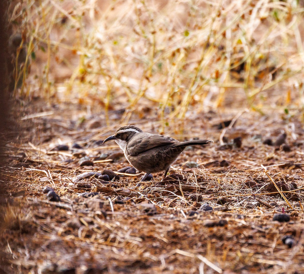 White-browed Babbler - ML619003615