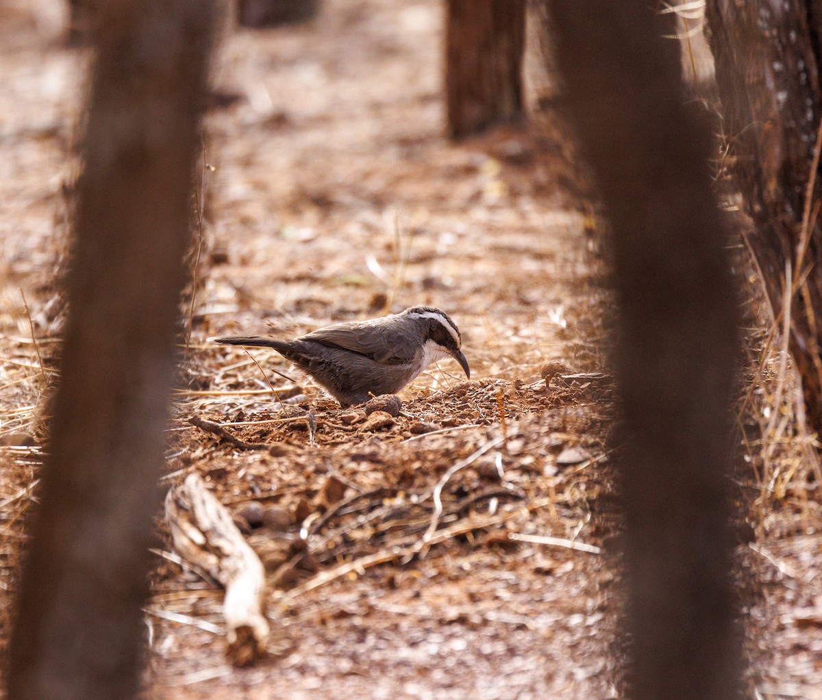 White-browed Babbler - ML619003617