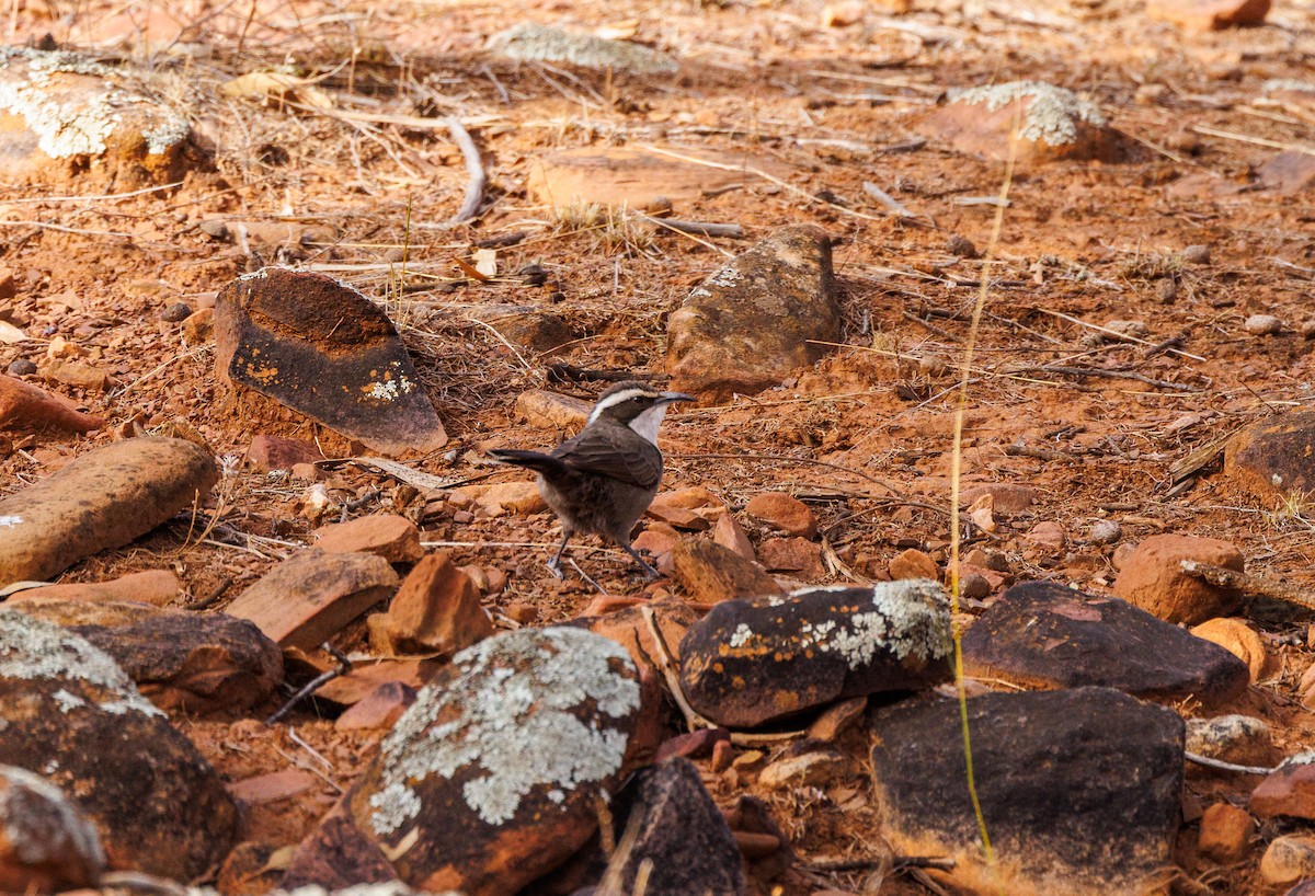 White-browed Babbler - ML619003620