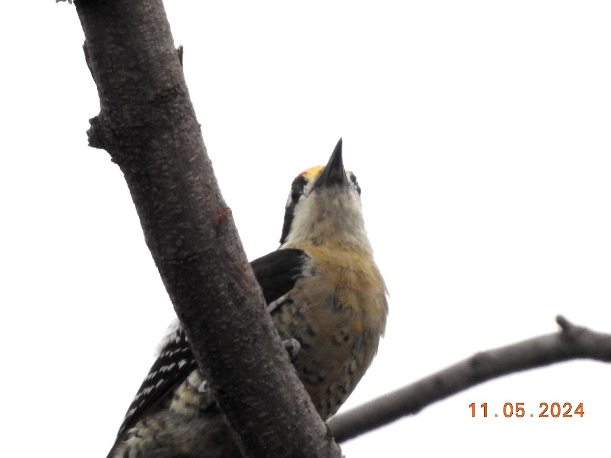 Black-cheeked Woodpecker - Maria Fernanda Franco