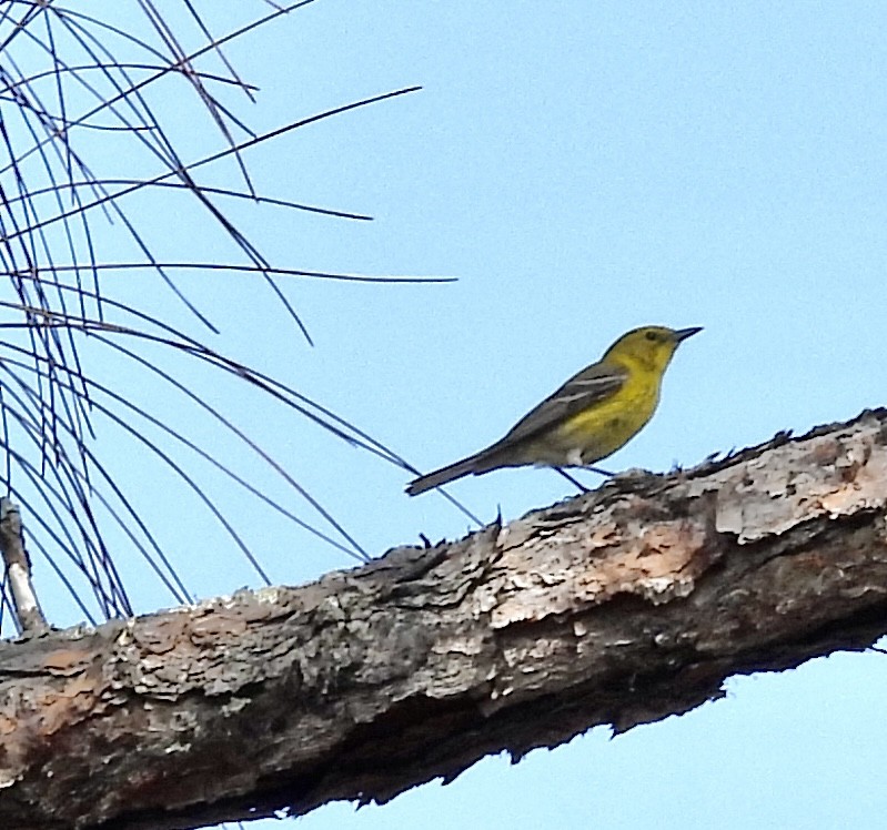 Pine Warbler - Sally Hill