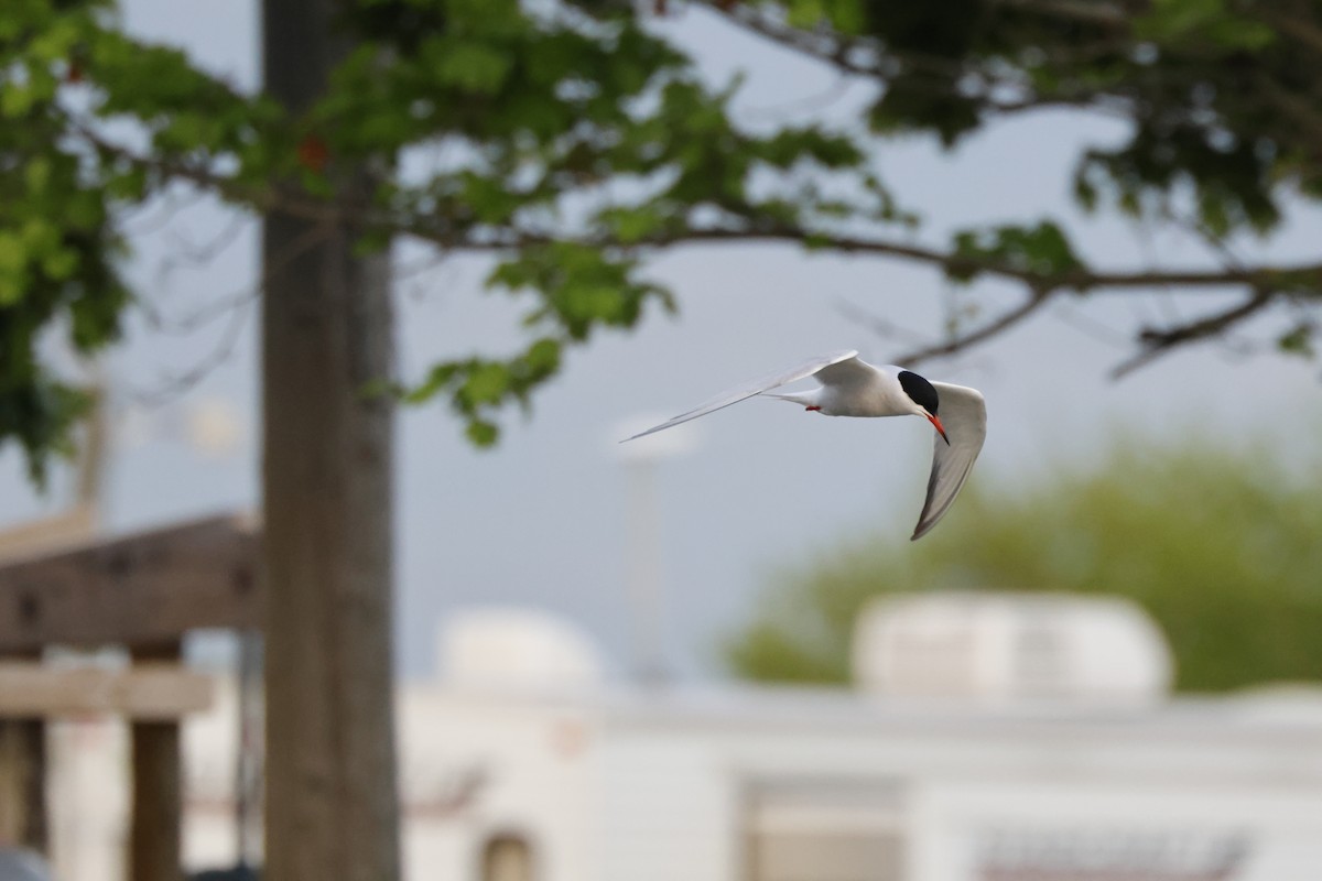 Forster's Tern - Tracey Chan