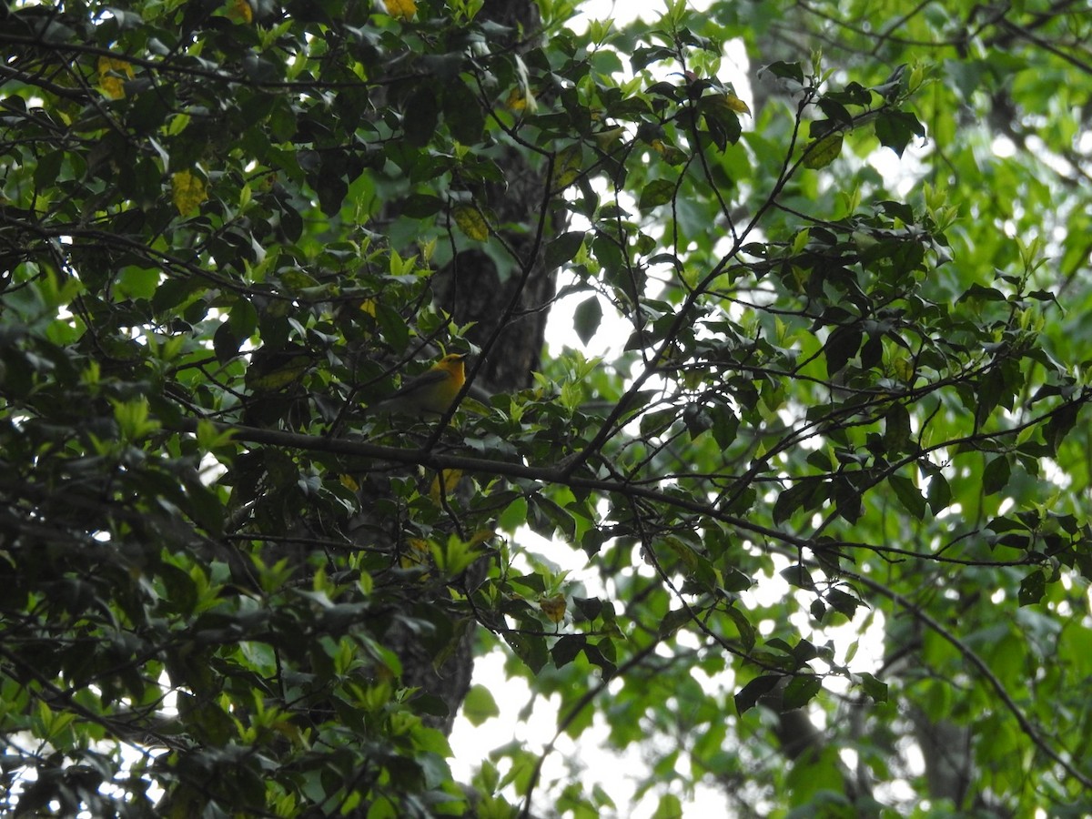 Prothonotary Warbler - Ezra Cohen