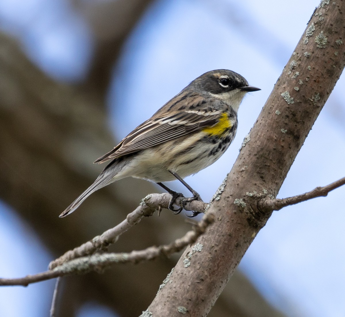 Yellow-rumped Warbler - Jean Crépeau