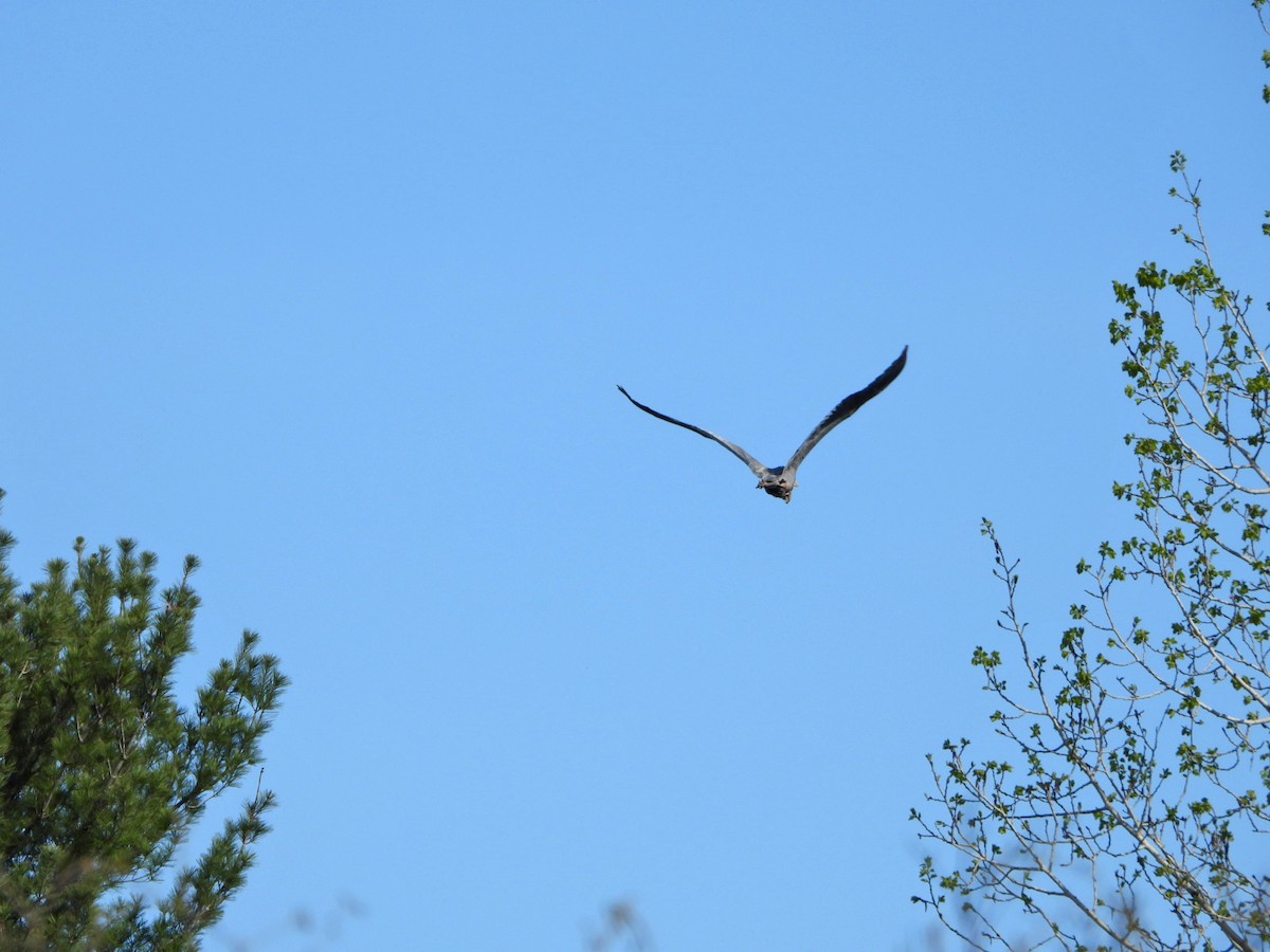 Great Blue Heron - ML619003658