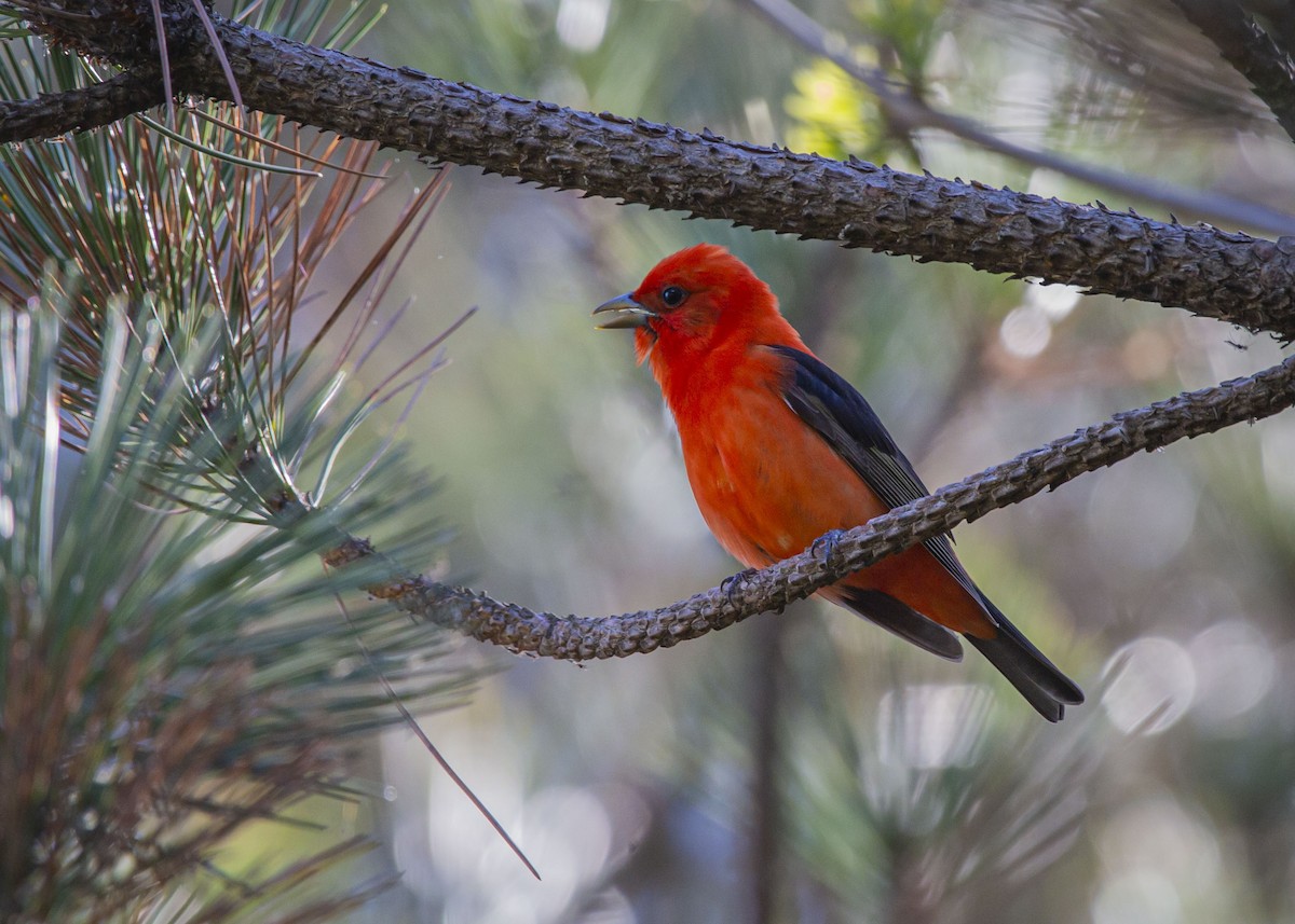 Scarlet Tanager - Josiah Vandenberg