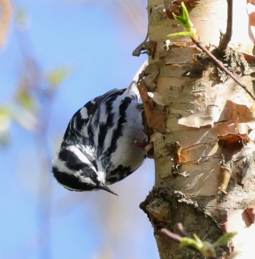 Black-and-white Warbler - ML619003709