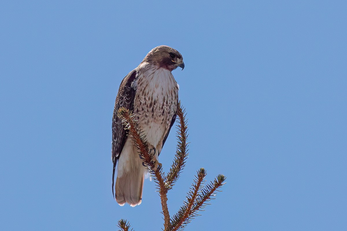 Red-tailed Hawk - Laval Roy