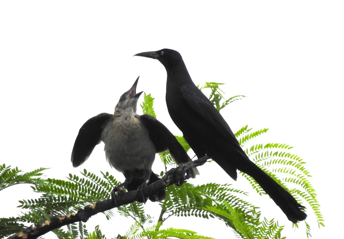 Great-tailed Grackle - Maria Fernanda Franco