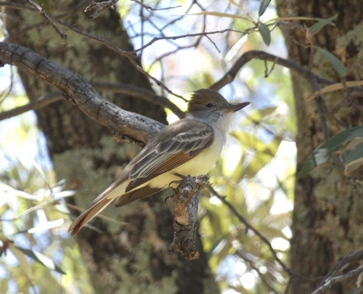 Brown-crested Flycatcher - Rob Selleck