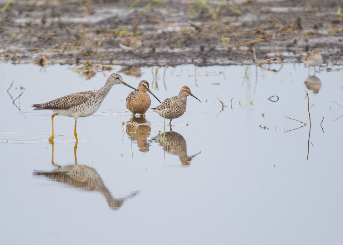 Stilt Sandpiper - Josiah Vandenberg