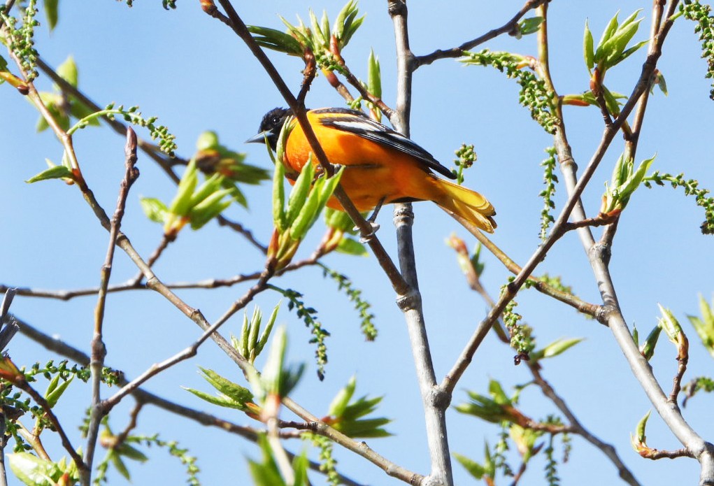 Oriole de Baltimore - ML619003778