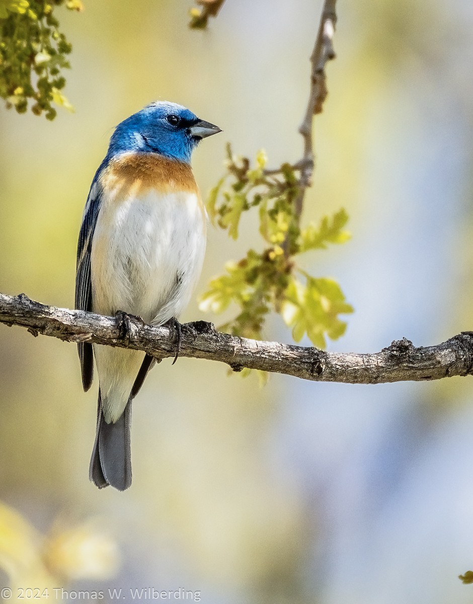 Lazuli Bunting - Tom Wilberding