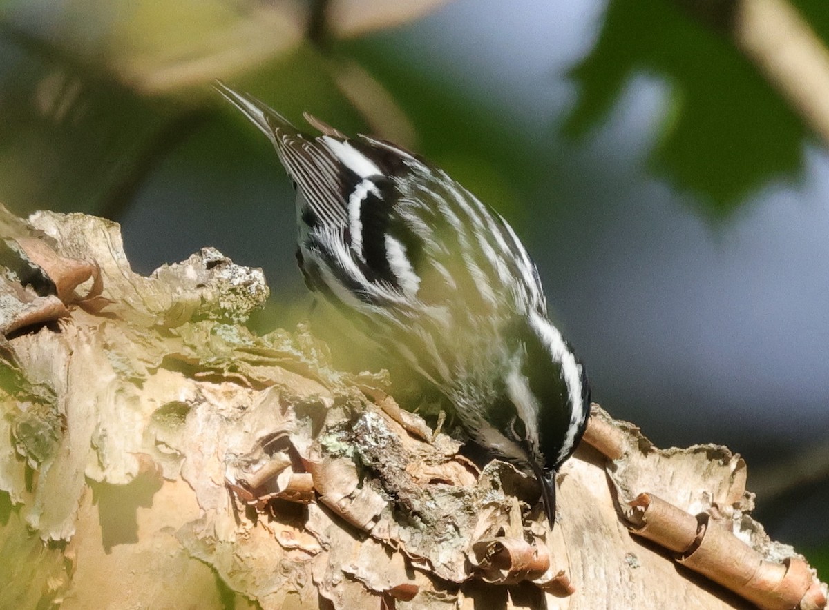 Black-and-white Warbler - ML619003805