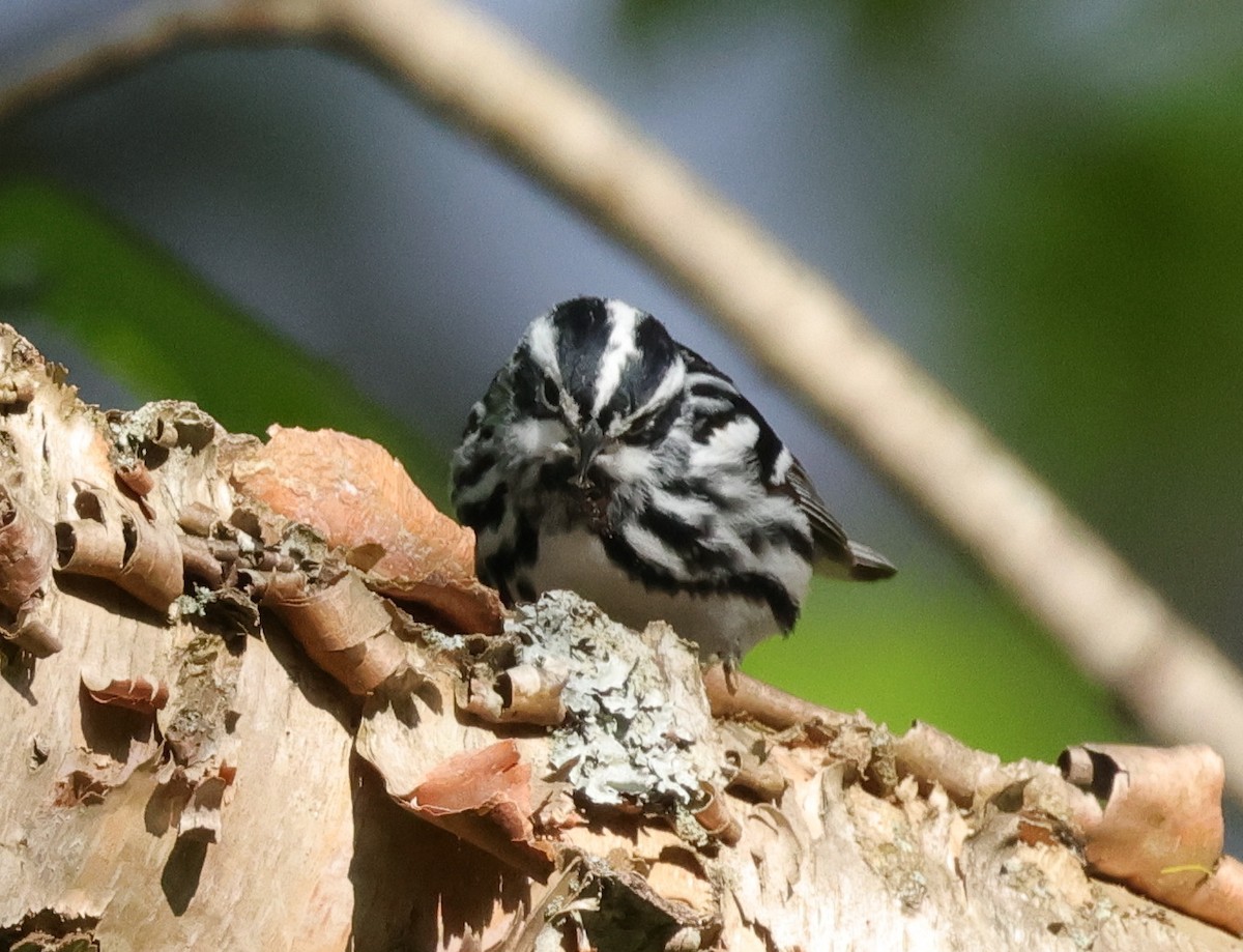 Black-and-white Warbler - cyndi jackson
