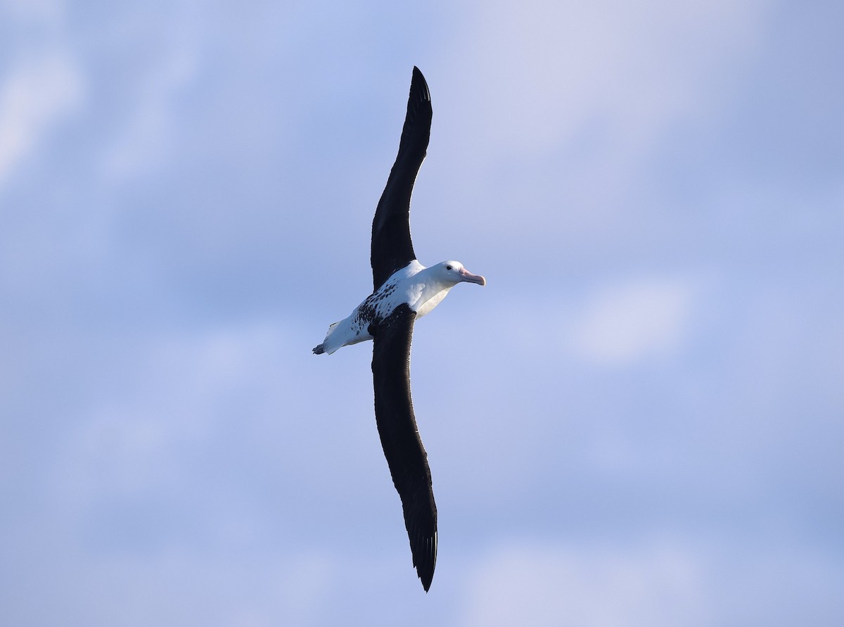 Northern Royal Albatross - Martin Allen