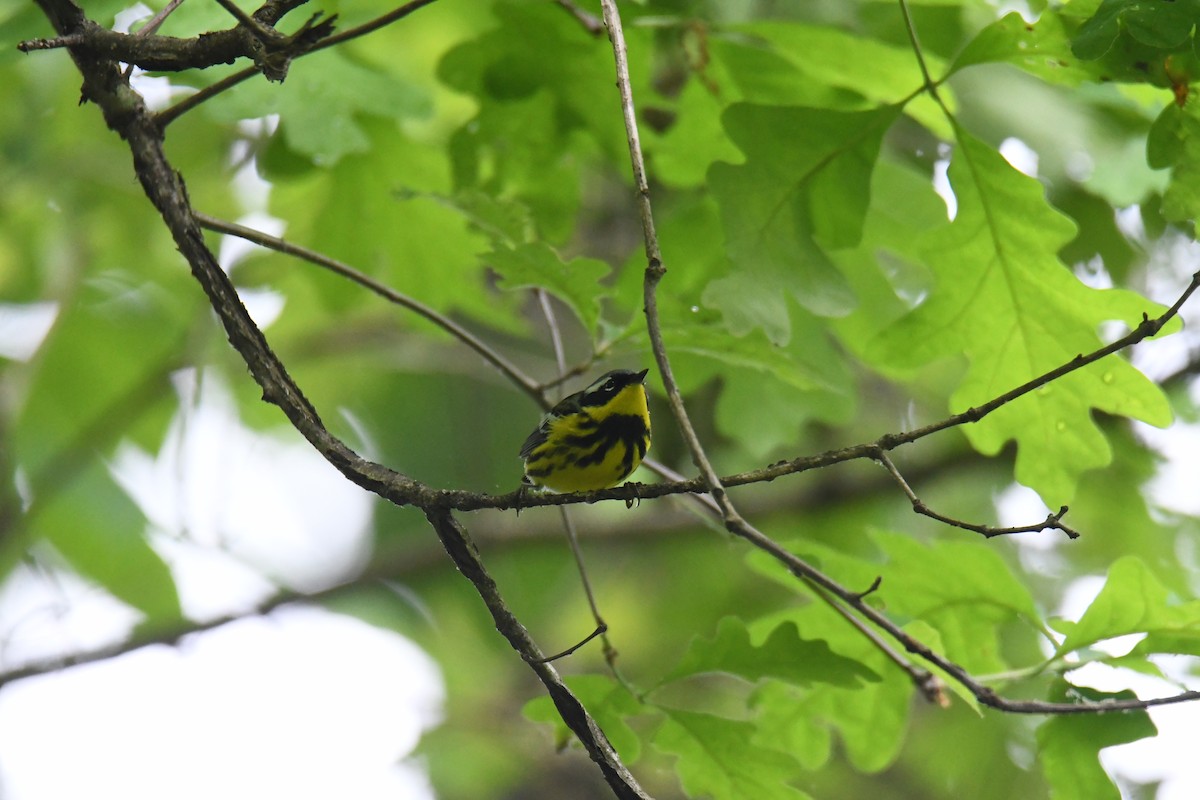 Magnolia Warbler - ML619003845