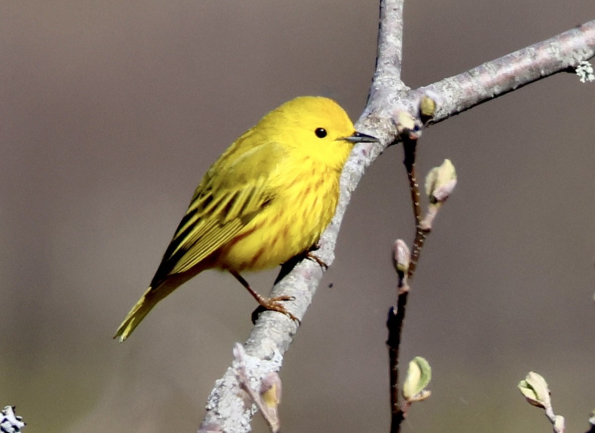 Yellow Warbler - Charlie   Nims